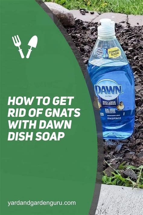 Catch Gnats With Dawn