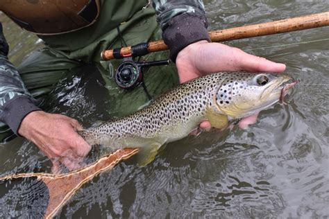 catch-and-release fishing in NY