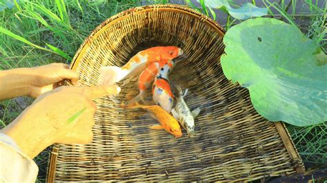 Catching A Koi Fish