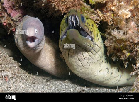 catching and breeding moray eels