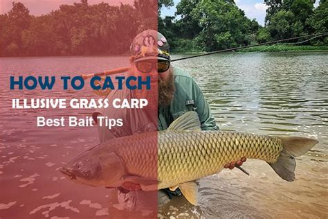 Catching Grass Carp