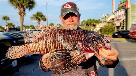 catching lionfish in florida