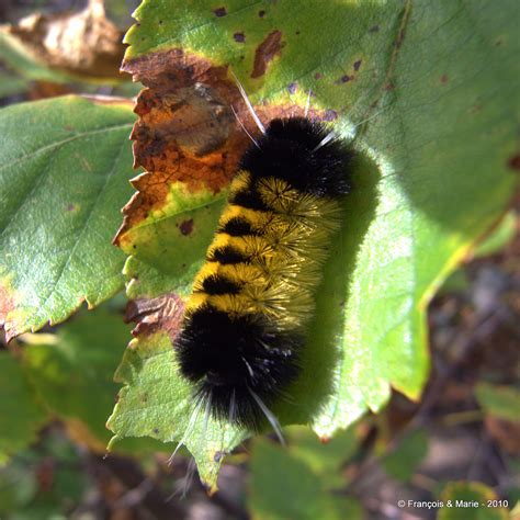 Spotted Tussock moth caterpillar Lophocampa maculata
