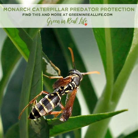 Caterpillar Protection From Predators