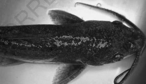 Virginia Fishes: White catfish (Ameiurus catus) spawning