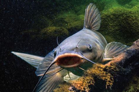 Catfish Fish