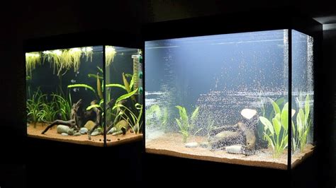 Catfish Aquarium Setup