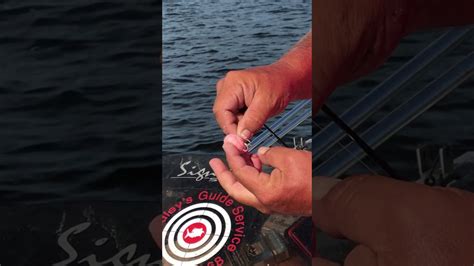 Catfish Bubblegum Bait