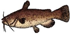 Catfish Definition For Kid