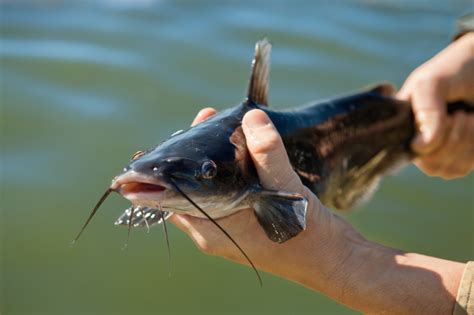 Catfish Farming Facts
