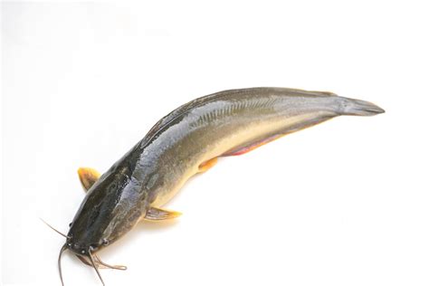 Catfish Fish Images