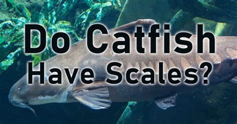 catfish has scales