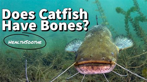 catfish have bones