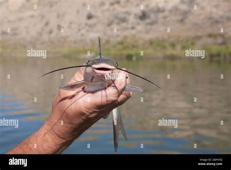 Catfish Nose Definition