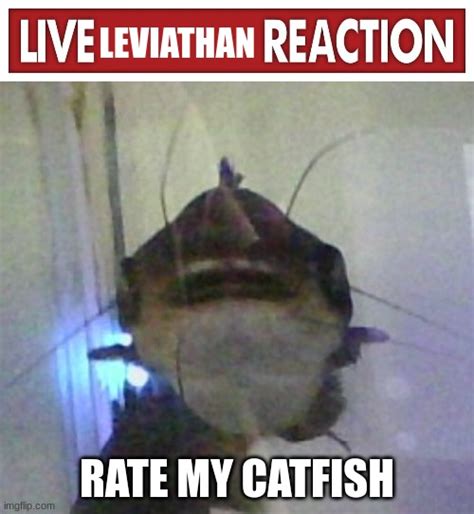 Catfish Reaction Image