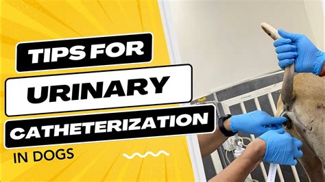 Catheterization Urinary Dog