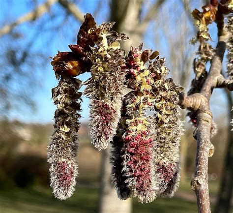 Catkins Aspen Trees