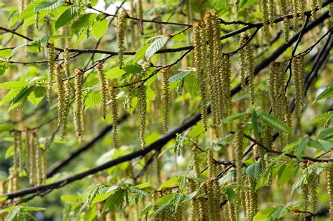 Catkins Definition