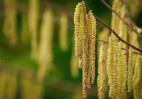 Catkins On Tree
