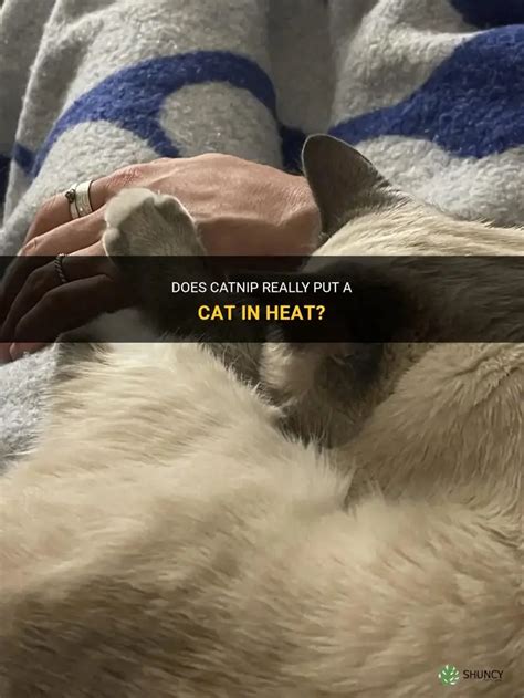 Catnip Cat In Heat