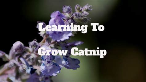 Catnip cultivation