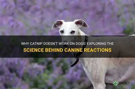 Catnip Doesn't Work