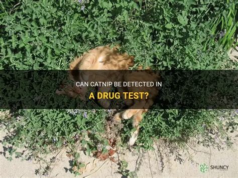 Catnip Drug Test