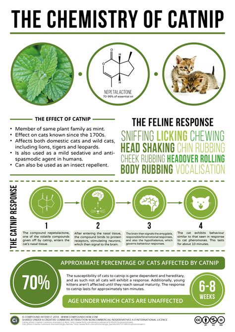 Catnip effect on cats