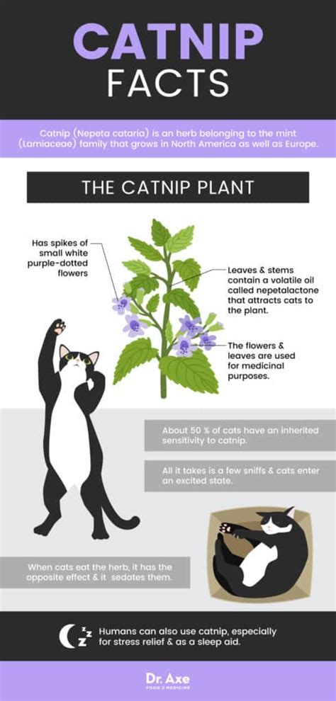 Catnip Extract Benefits
