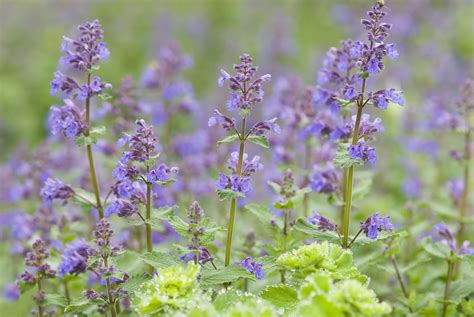 catnip flower