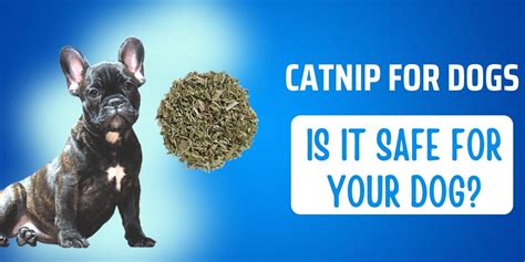 catnip for dogs