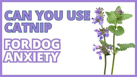 What does catnip do to dogs? Complete Guide Serve Dogs