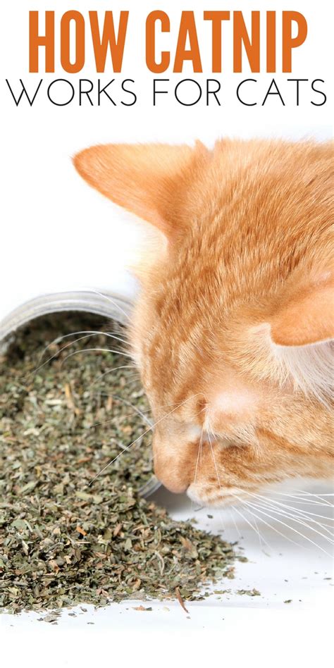 Catnip How It Works