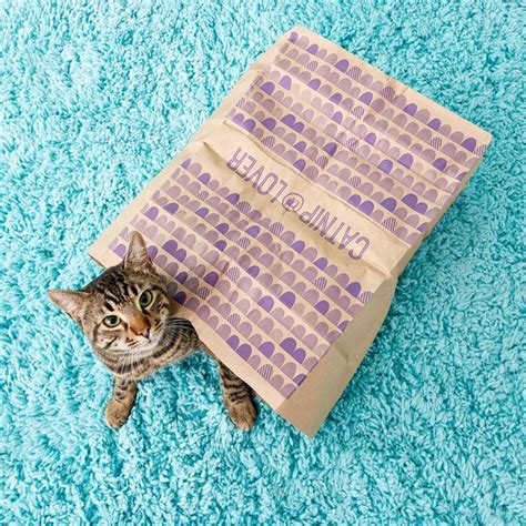 Catnip Infused Paper Bags