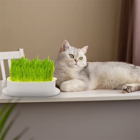 Catnip Litter Box