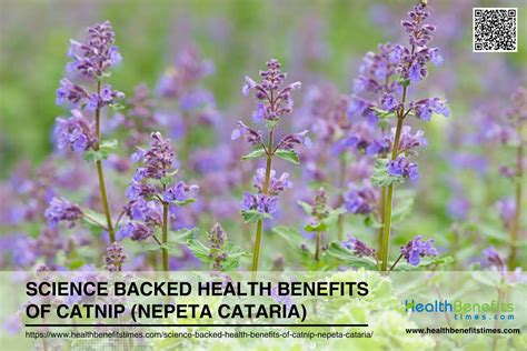 Catnip Medicinal Benefits