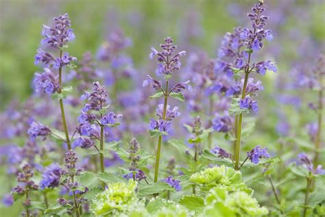 catnip plant