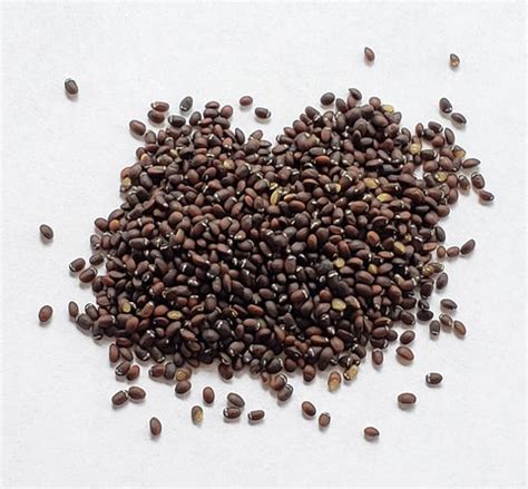 catnip seeds