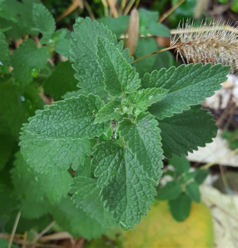 catnip smell like mint