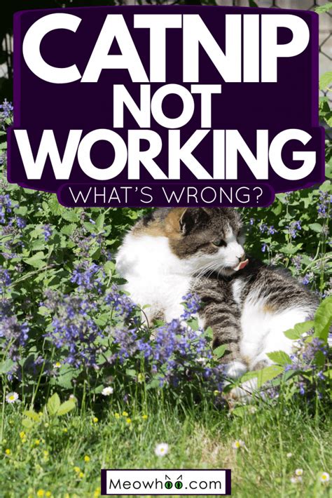 Catnip Toy Not Working