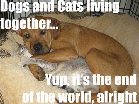 cats and dogs living together meme