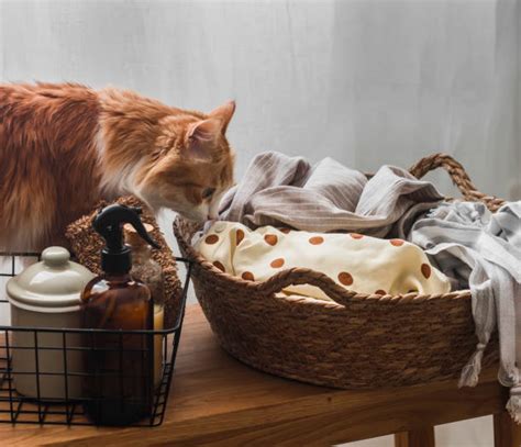 Cats And Laundry