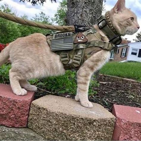 cats army tasks