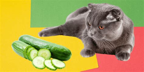 Cats Cucumbers Explained