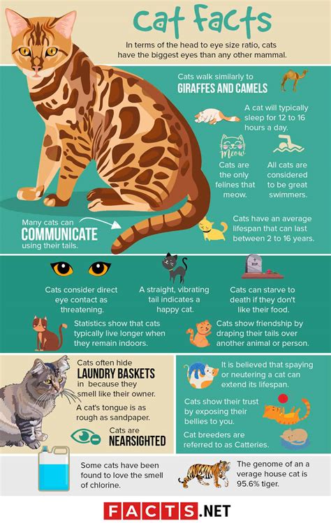 cats facts and pictures