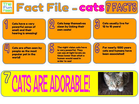 cats facts ks2