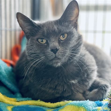 cats for adoption in mass