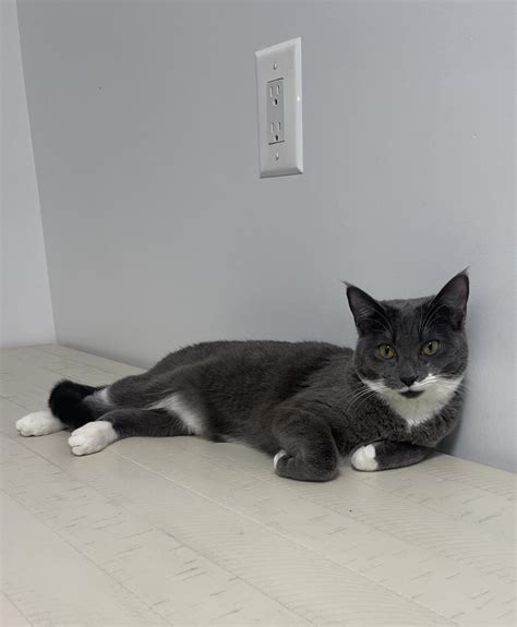 Cats Fur Has Changed