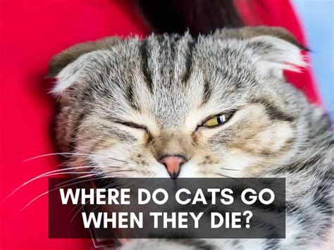 cats going off to die