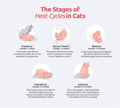 Cats Heat Duration